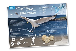 Бесплатный плакат про сельдевую чайку